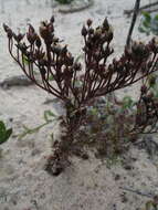 Image de Drosera stolonifera subsp. humilis (Planch.) N. Marchant