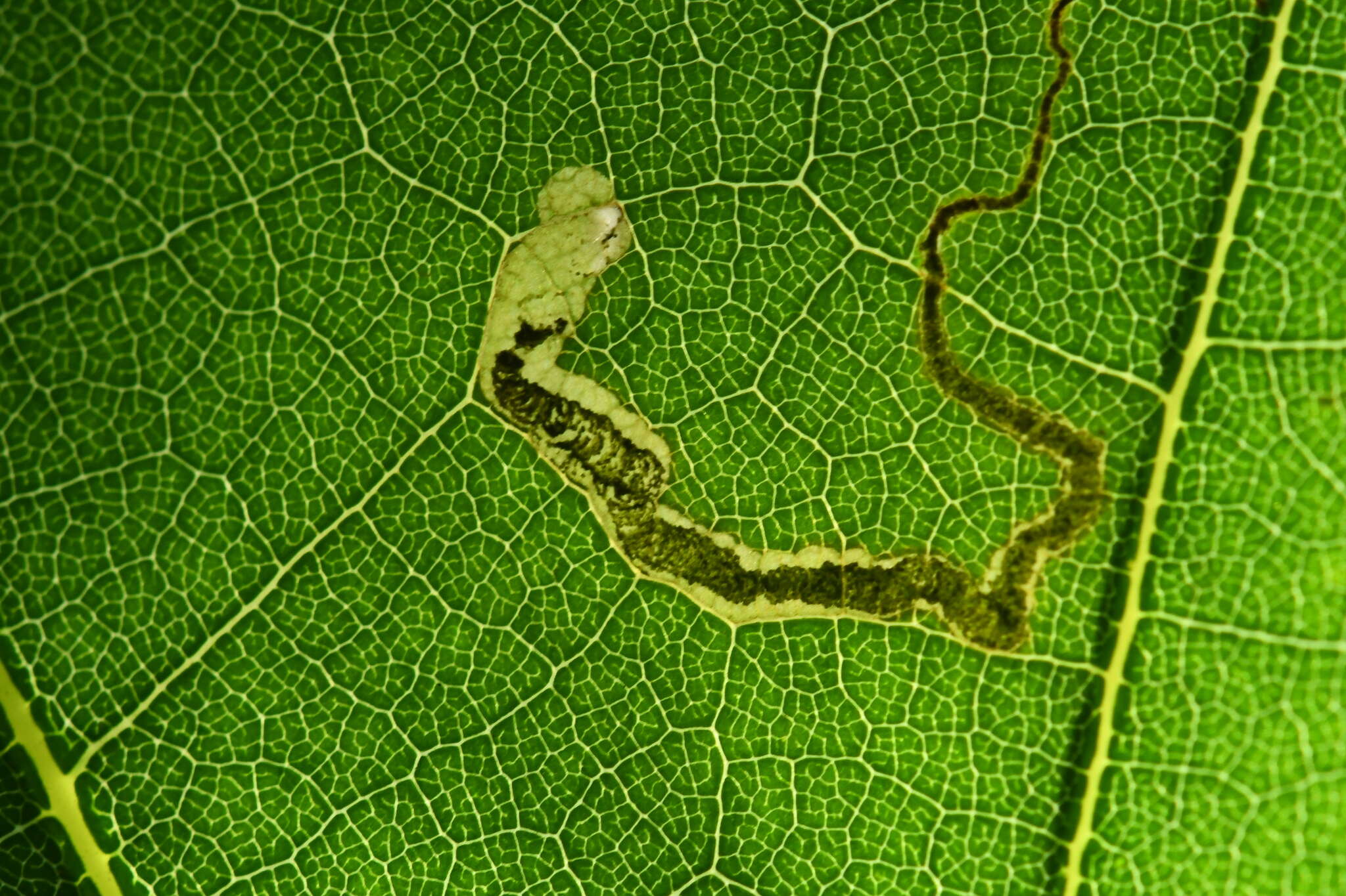 Image of Stigmella nigriverticella (Chambers 1875) Newton et al. 1982