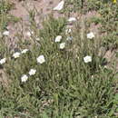 Image de Salpiglossis anomala (Miers) W. G. D' Arcy