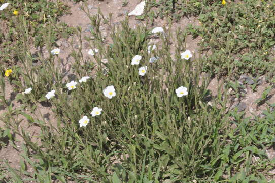 Image of Salpiglossis anomala (Miers) W. G. D' Arcy