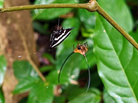 Image of Doria's Spiny Spider