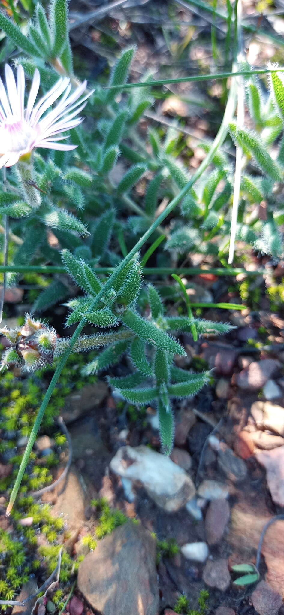 Imagem de Trichodiadema strumosum (Haw.) L. Bol.