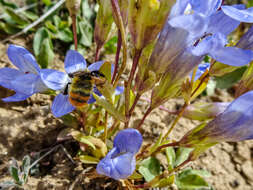 Imagem de Gentianella moorcroftiana (Wall. ex Griseb.) Airy Shaw