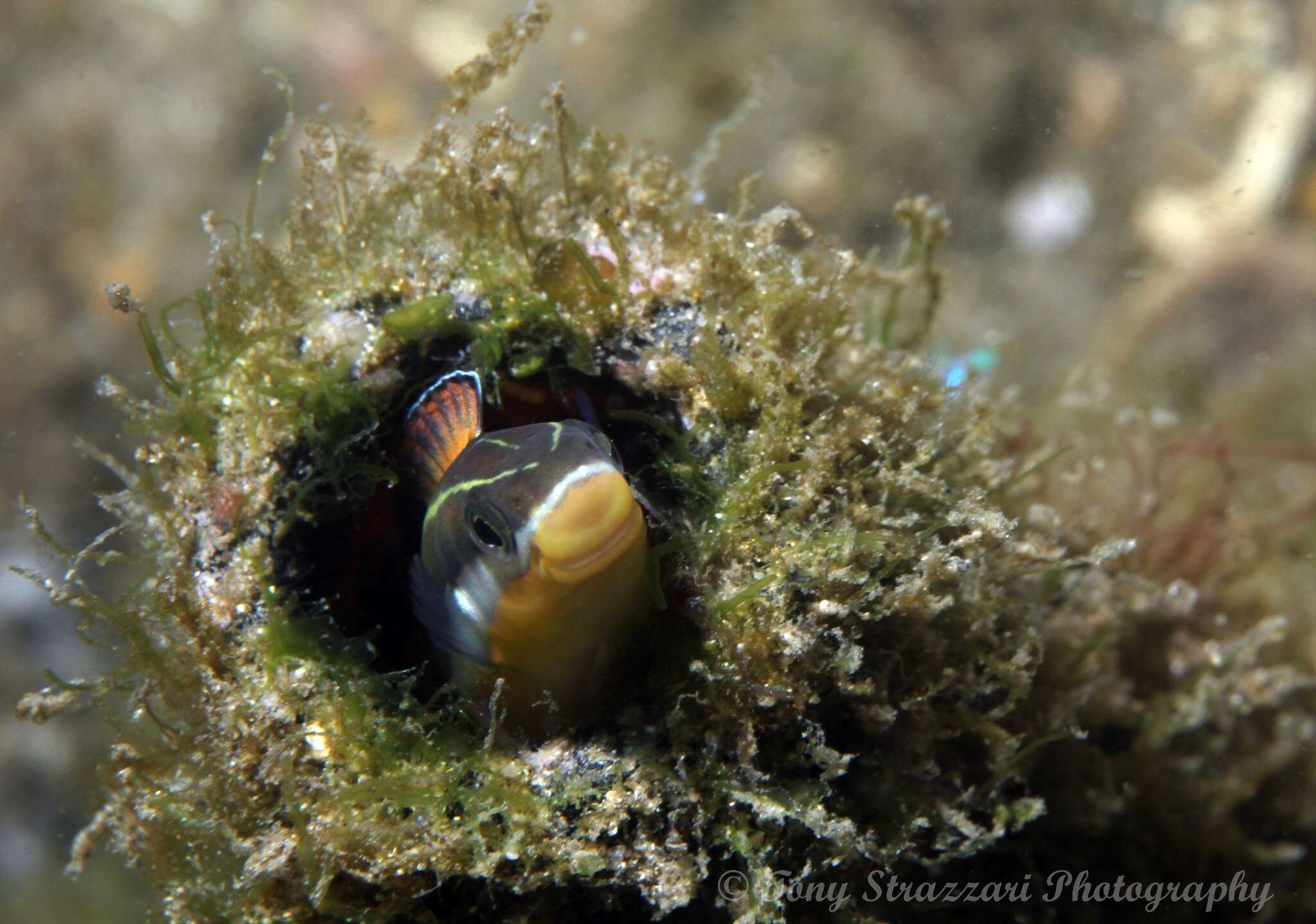 Image of Hit and Run Blenny