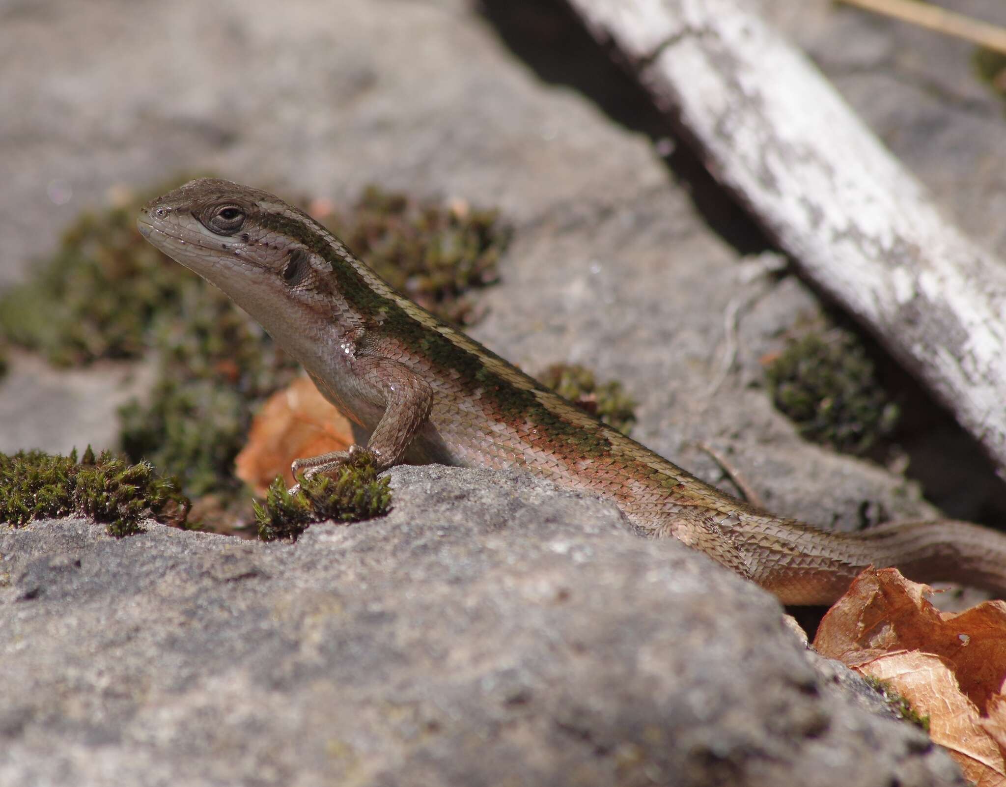 Image of Schroeder's Tree Iguana