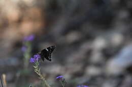 Image de Codatractus arizonensis Skinner 1905