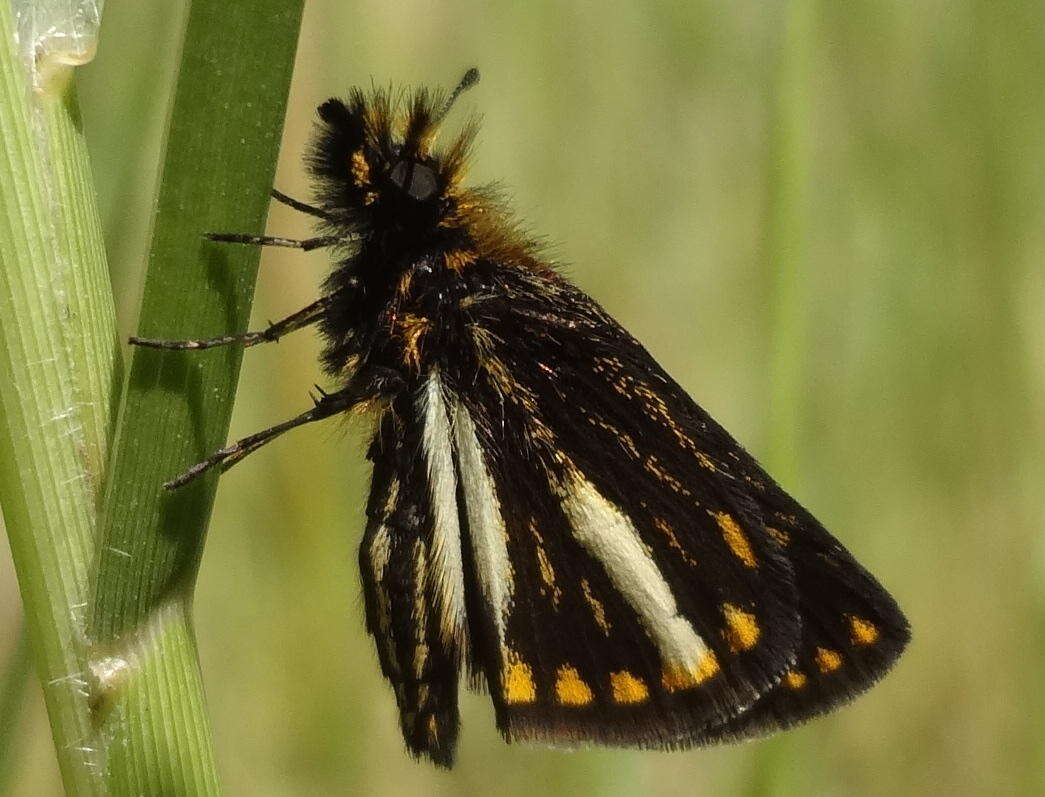 Image of Metisella meninx Trimen 1873