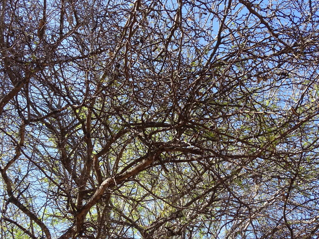 Plancia ëd Ebenopsis caesalpinioides (Standl.) Britton & Rose