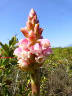 صورة Satyrium carneum (Aiton) Sims