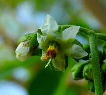 Image de Solanum umbellatum Mill.