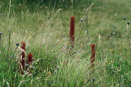 Imagem de Orobanche elatior Sutton