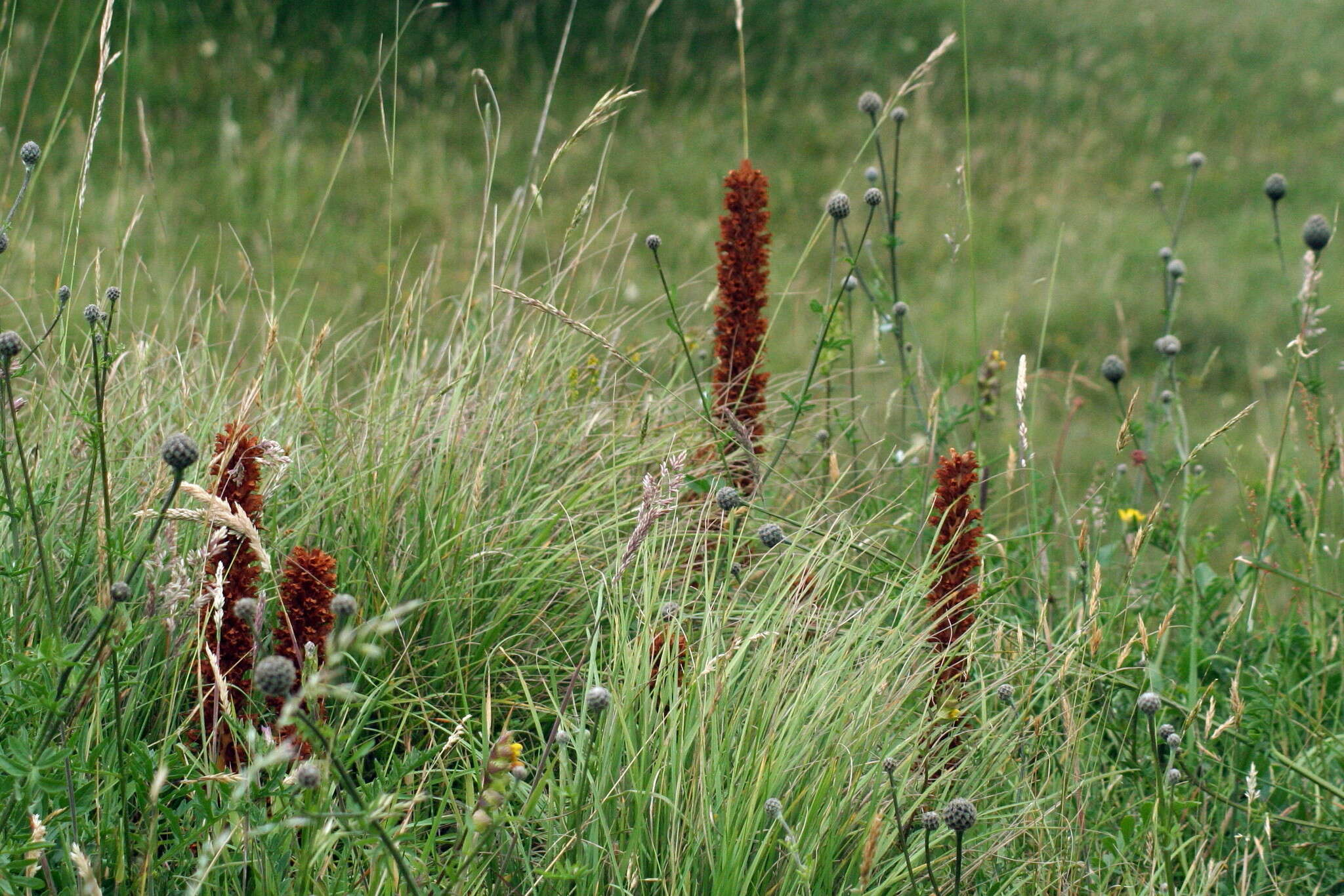 Imagem de Orobanche elatior Sutton