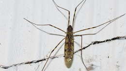 Image of <i>Limonia cinctipes</i>