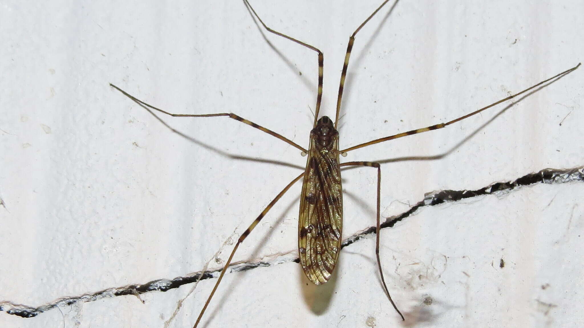 Image of <i>Limonia cinctipes</i>
