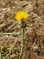 Image of yellow star-thistle