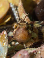 Image of Common Weedfish