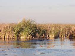 Image of American Crocodile