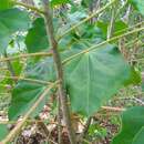 Image of Jatropha gaumeri Greenm.