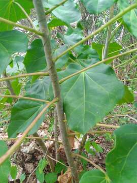 Image of Jatropha gaumeri Greenm.