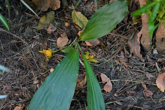 Imagem de Lycaste cruenta (Lindl.) Lindl.