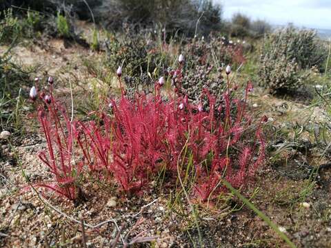 Image de Drosera alba Phill.