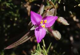 Image de Callisia micrantha (Torr.) D. R. Hunt