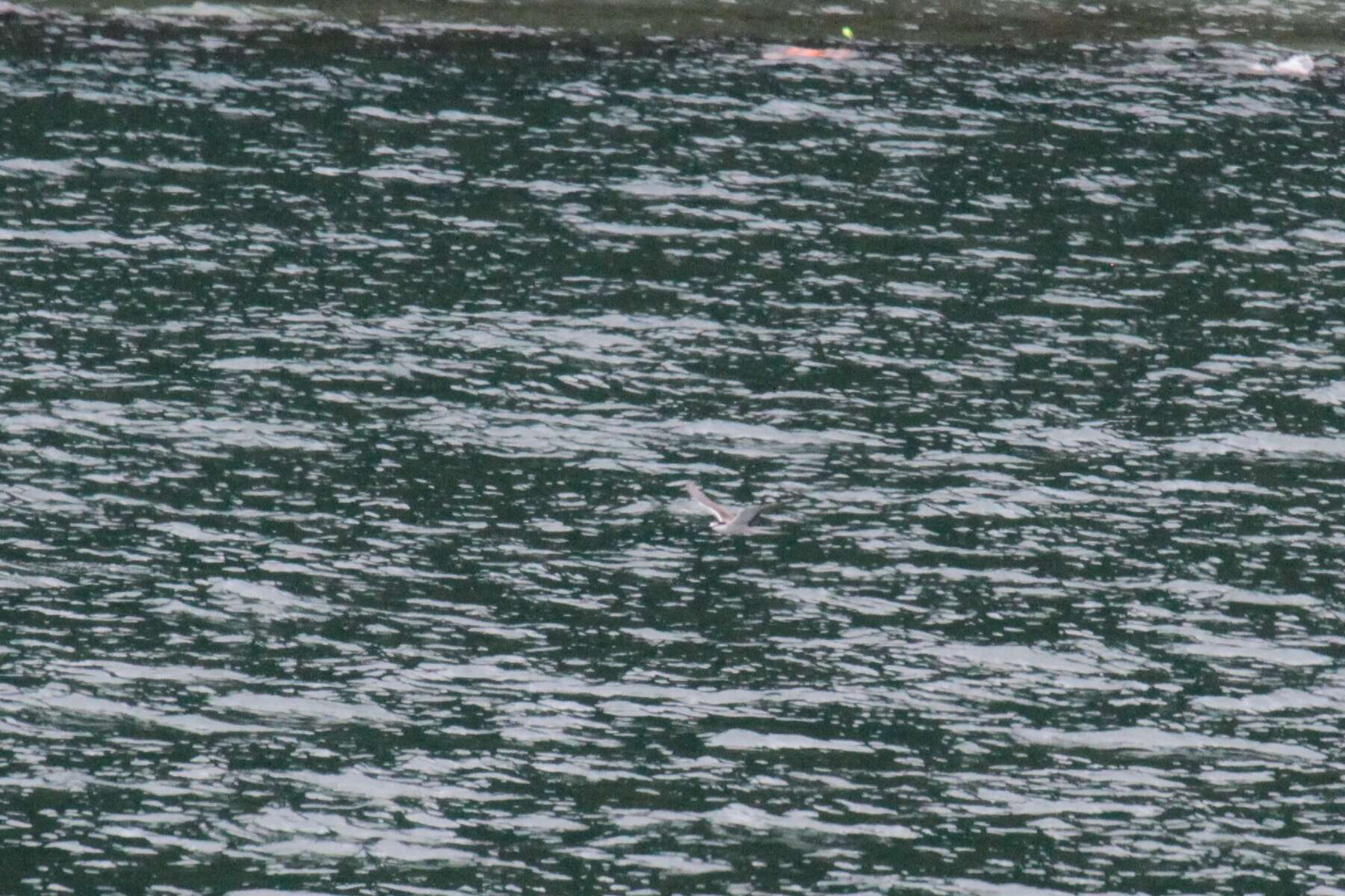 Image of Gray-backed Tern