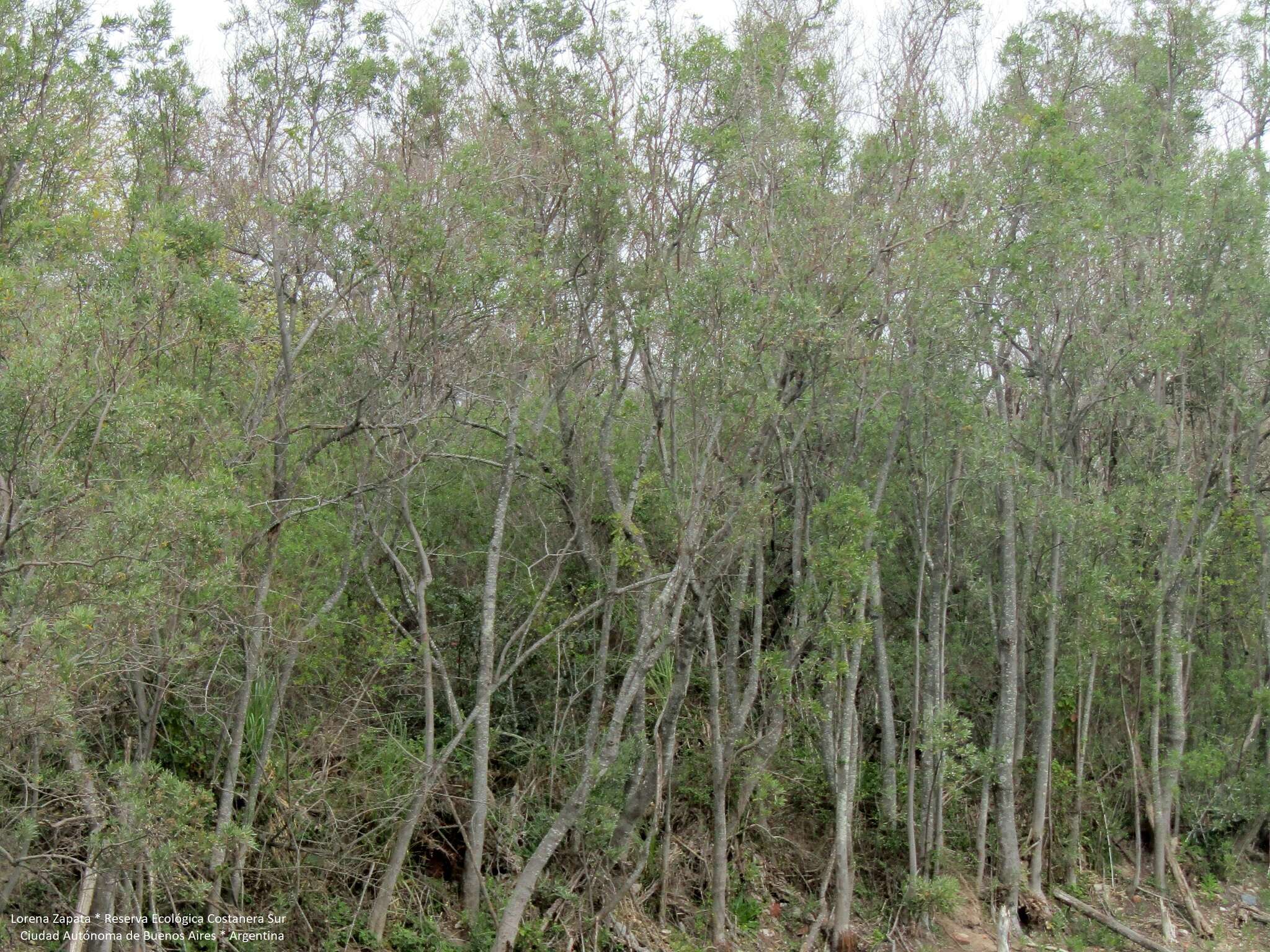 Image of Tessaria integrifolia Ruiz & Pav.