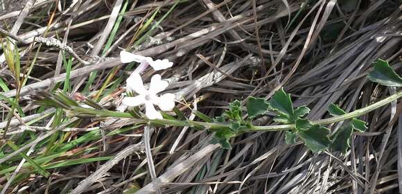 Image of Chascanum cuneifolium (L. fil.) E. Mey.