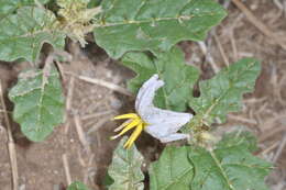 صورة Solanum juvenale Thell.