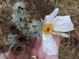 Image of bluestem pricklypoppy