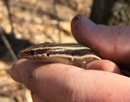 Plestiodon fasciatus (Linnaeus 1758) resmi