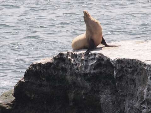 Image of Sea Lion