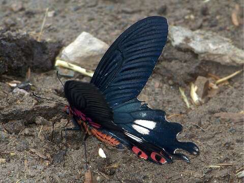 Image of Papilio bootes Westwood 1842