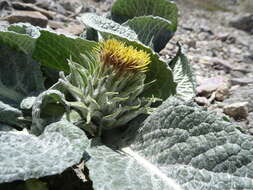 Image of Berardia lanuginosa (Lam.) Fiori & Paol.