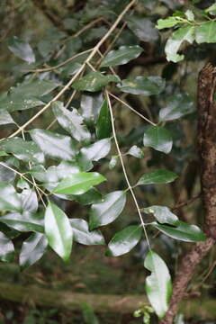 Image of Olea capensis subsp. macrocarpa (C. H. Wright) I. Verd.