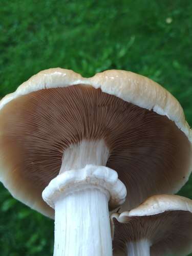 Cyclocybe aegerita (V. Brig.) Vizzini 2014 resmi