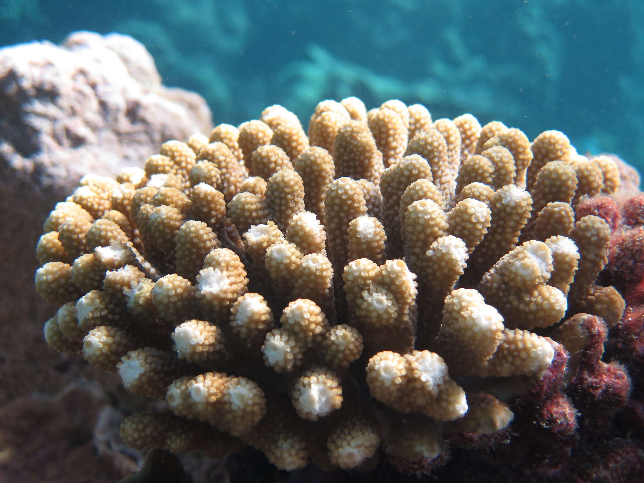 Image of Staghorn coral