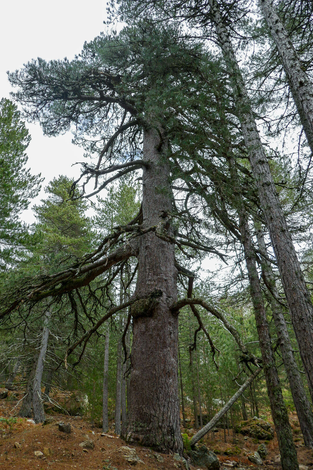 Imagem de Pinus nigra subsp. laricio (Poir.) Maire