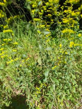 Solidago nemoralis subsp. nemoralis的圖片