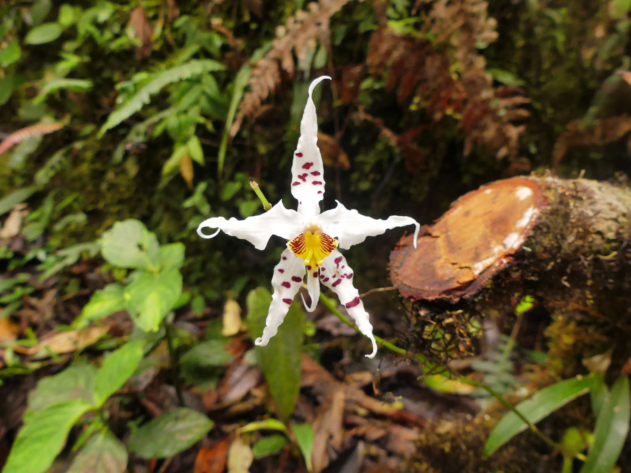 Image of Oncidium cirrhosum (Lindl.) Beer