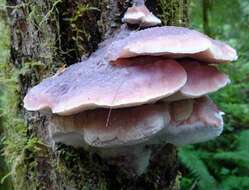 Image of Leptoporus mollis (Pers.) Quél.