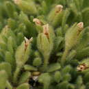 Image of Androsace pubescens DC.