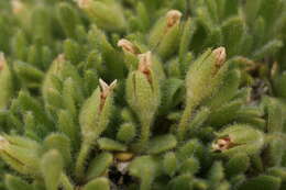 Image of Androsace pubescens DC.