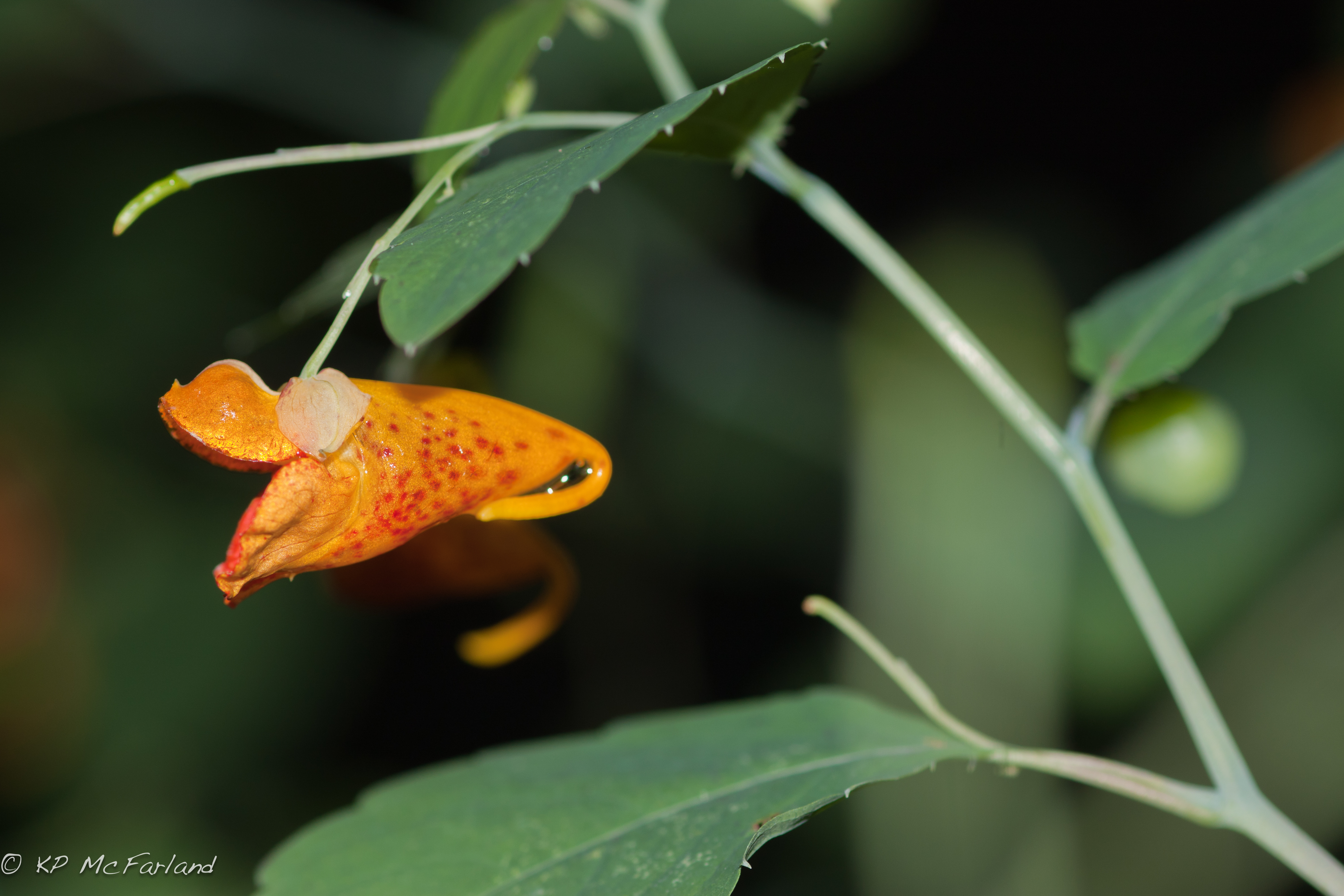 Image of Spotted Jewelweed