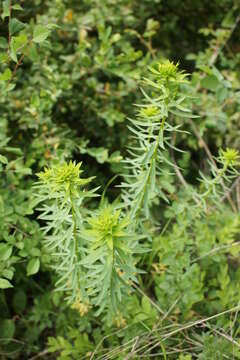 Sivun Euphorbia seguieriana subsp. niciciana (Borbás ex Novák) Rech. fil. kuva