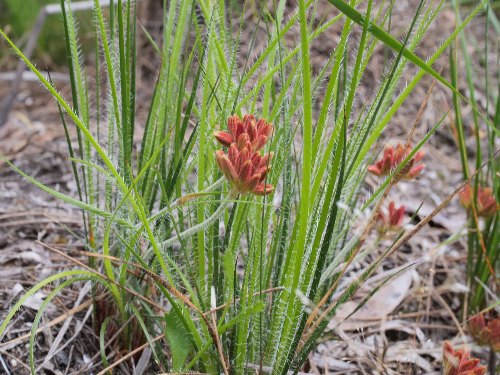 Image de Conostylis setigera R. Br.