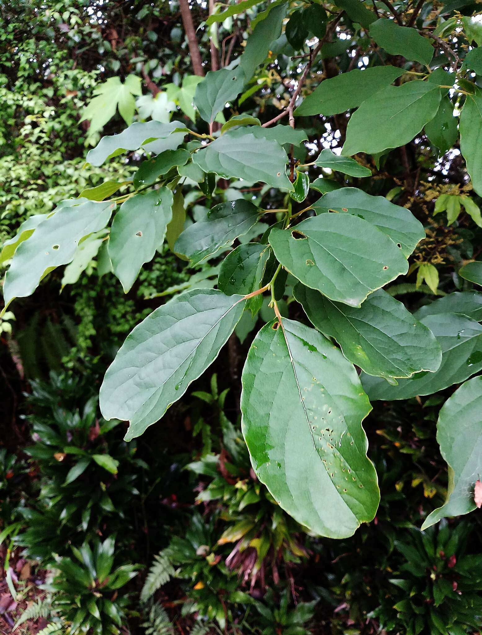 Image of Diospyros oldhamii Maxim.