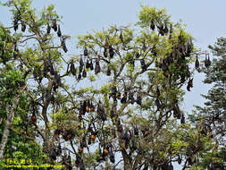 Image of Indian Flying Fox