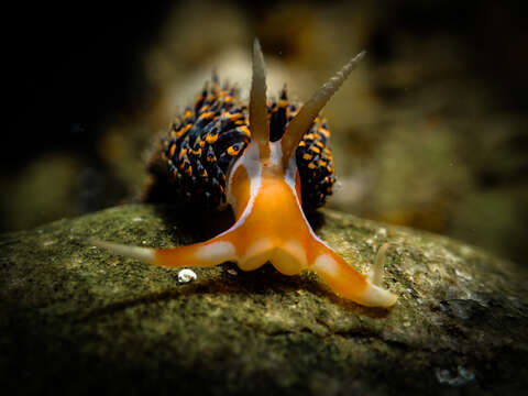 Image of four-colour nudibranch